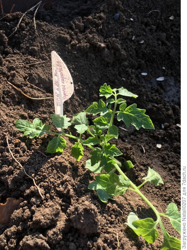 Высадка в ОГ