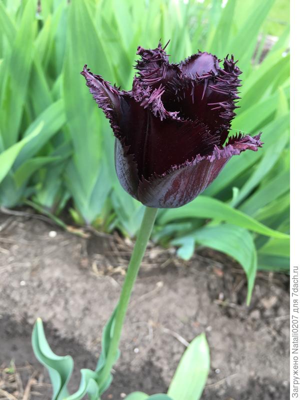 И снова тюльпан