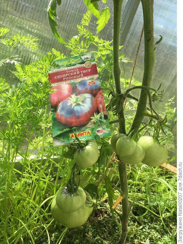 Первые плоды