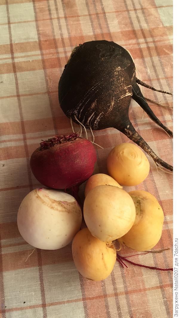 Репа берет количеством и вкусом