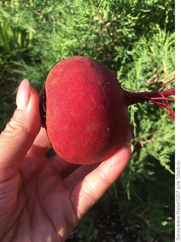 08.07 Первый урожай