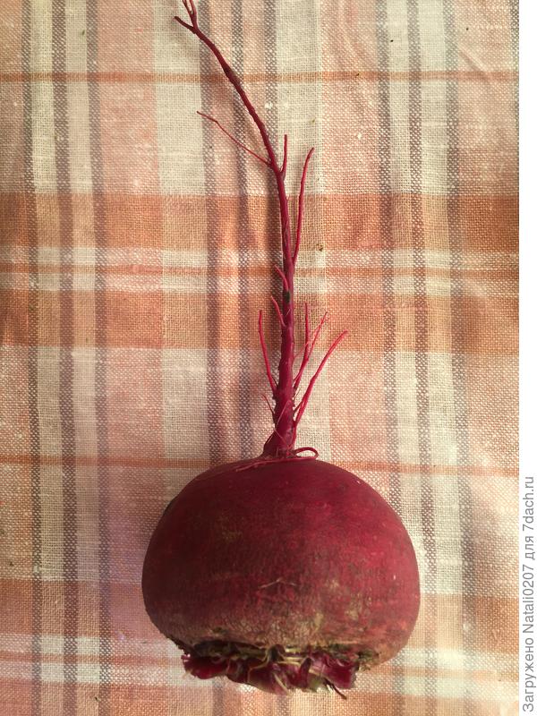 Свёкла для борща