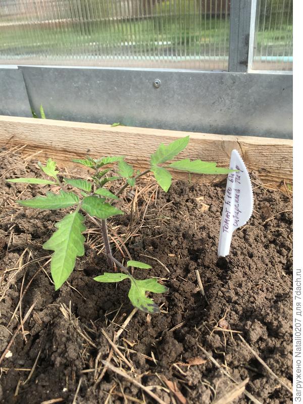 Посадка томата