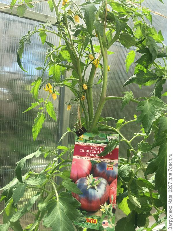 «Сибирский тигр»