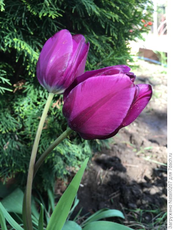 И опять тюльпан