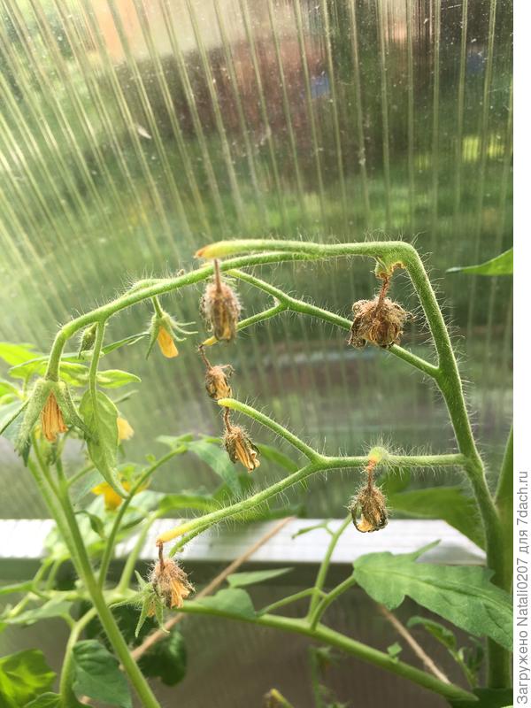 Печаль печальная