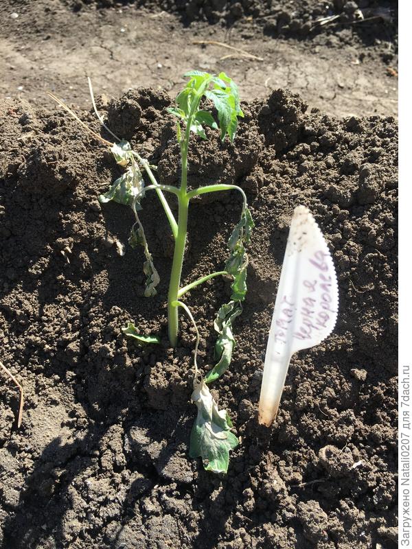 Вид томата после заморозков