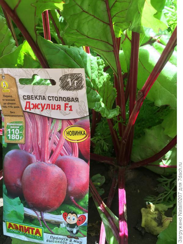 Первые завязи