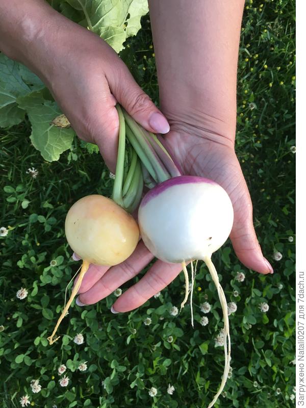 Репа как солнышко