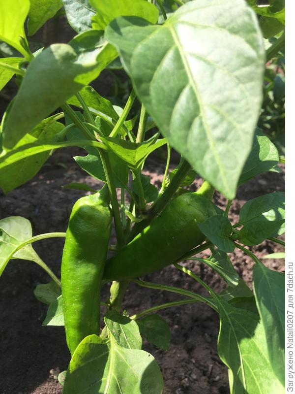 Растут со скоростью света