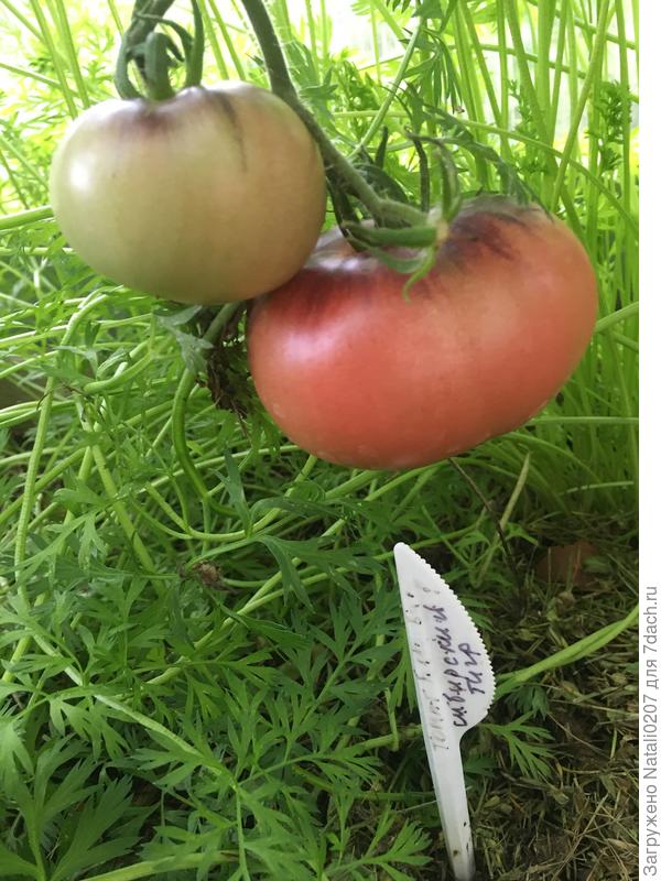 Урожайный Сибирский тигр