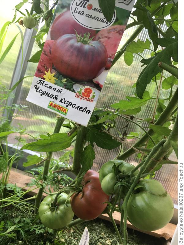 Урожайная Чёрная королева