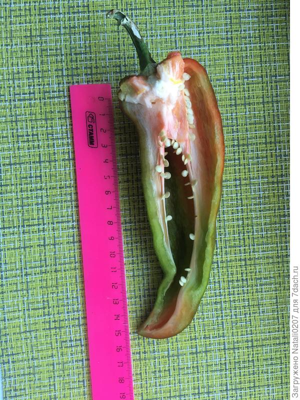 Длина перца