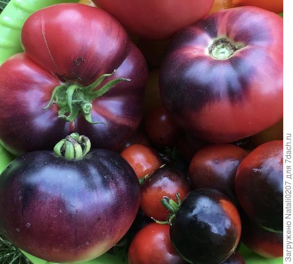 Самые вкусные томаты этого сезона