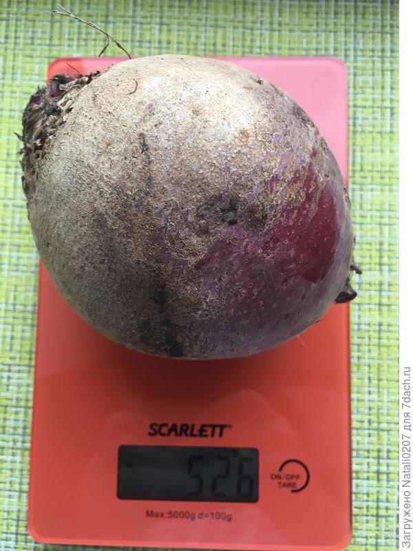 Самая крупная свёкла
