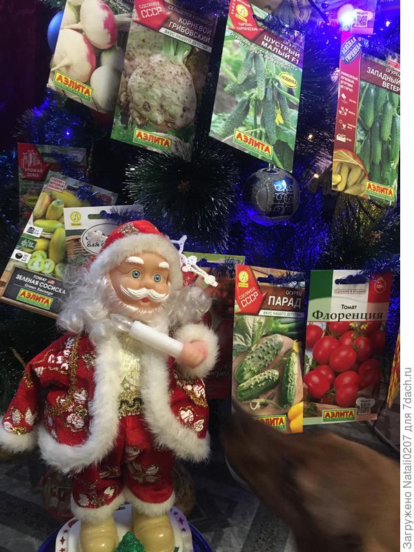 Собака под ёлкой, семена на ёлке