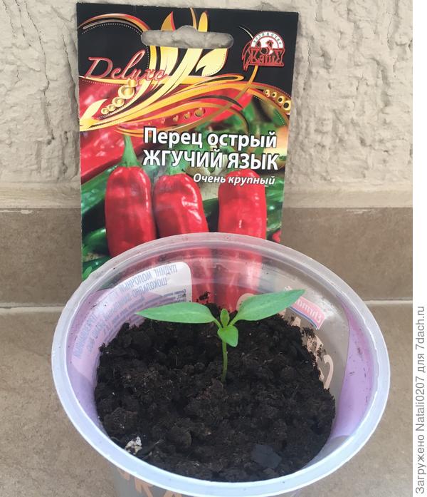 Первые листочки перца