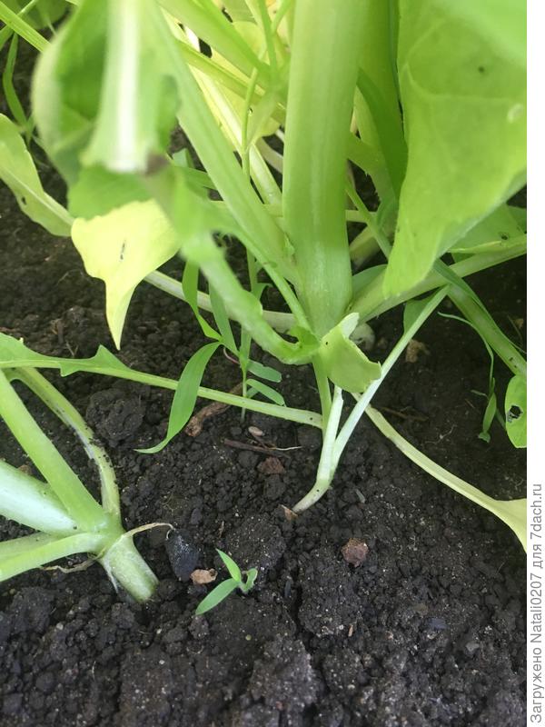 Рядки редиса "Снежный жемчуг"