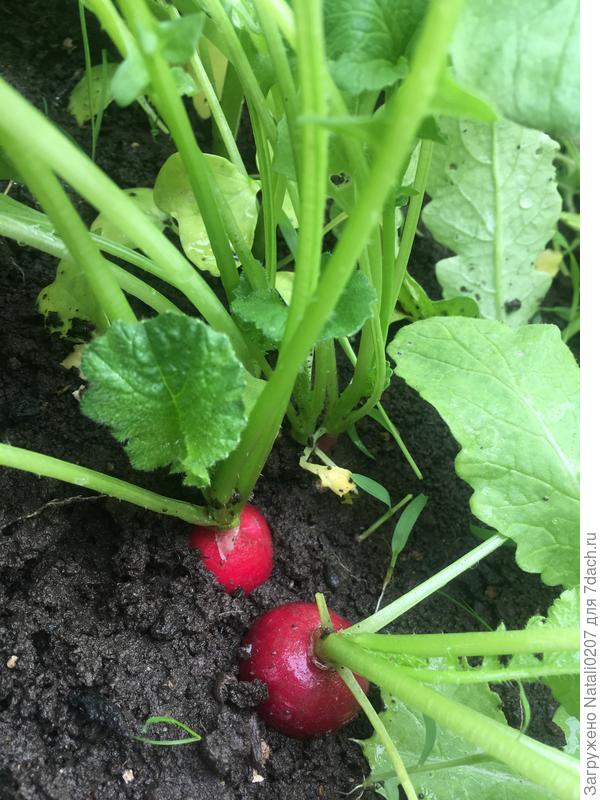 Рядки редиса "Магнат"