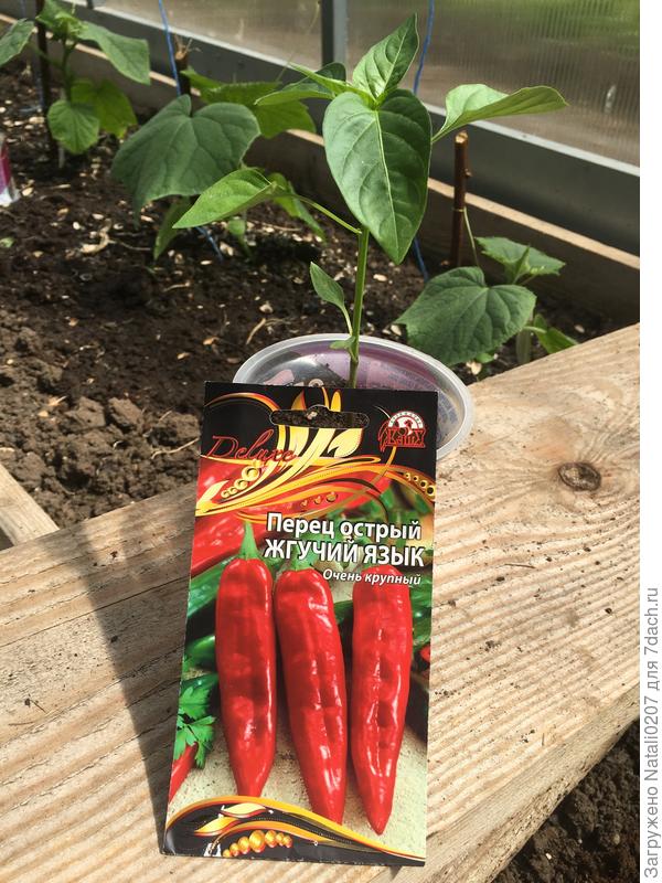 Готов к высадке в открытый грунт