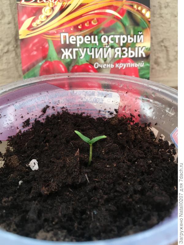 Выскочил первенец