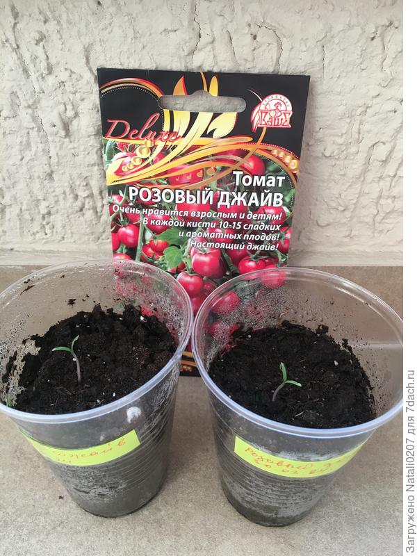 Первые всходы томата "Розовый Джайв"