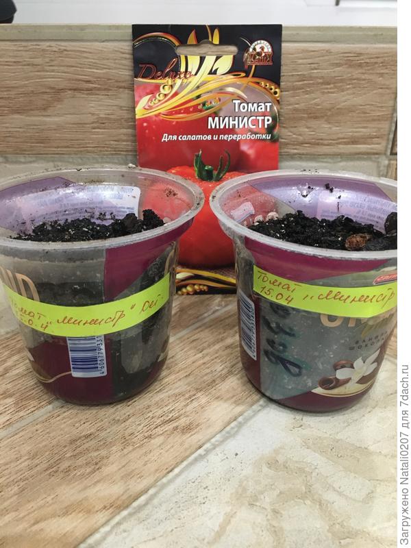 Посев томатов в стаканчики