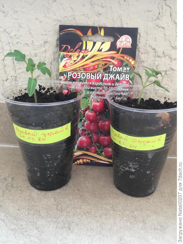 Первые листочки томата "Розовый Джайв"