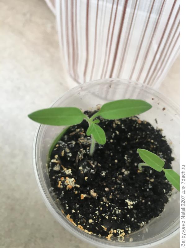 томат "Министр"