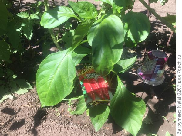 Листовая масса увеличивается