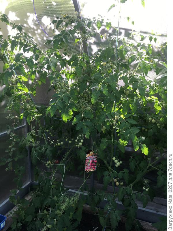 Скоро будем собирать урожай