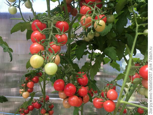 Урожайный Розовый Джайв