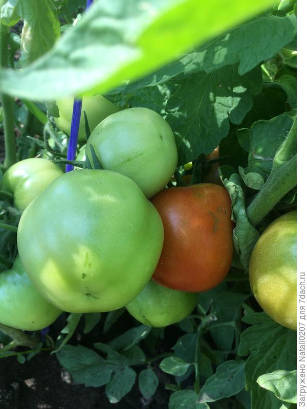 Министр краснеет