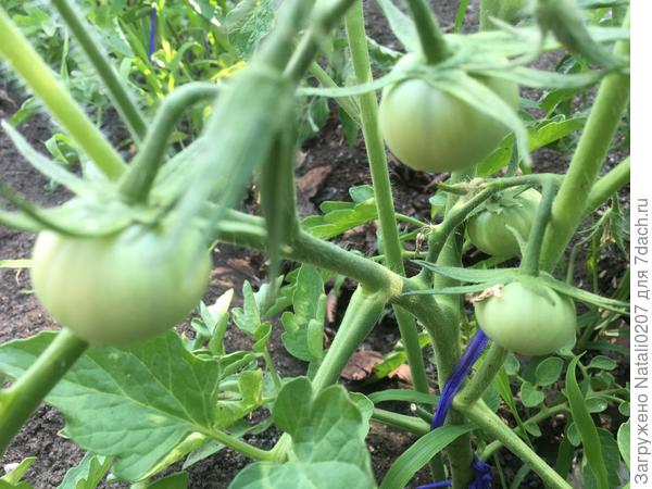 Министр и его завязи