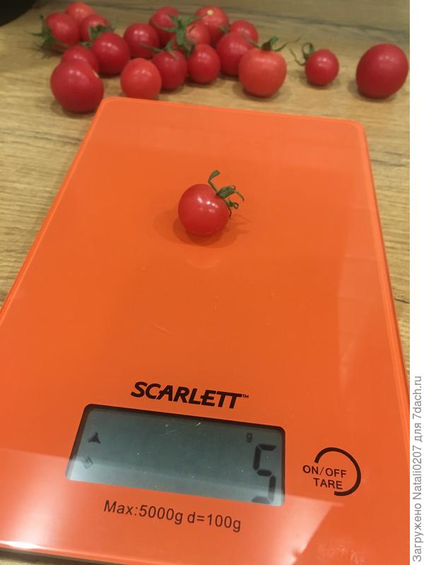 Вес самого маленького