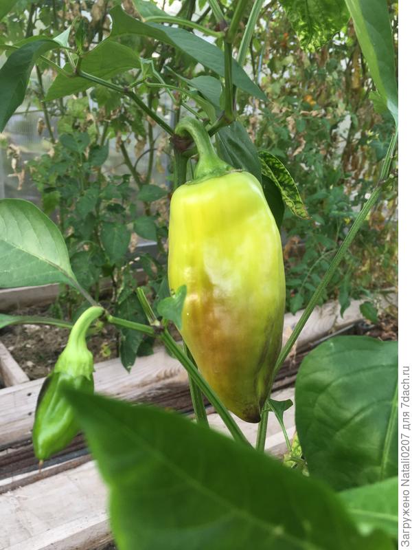 плод красив