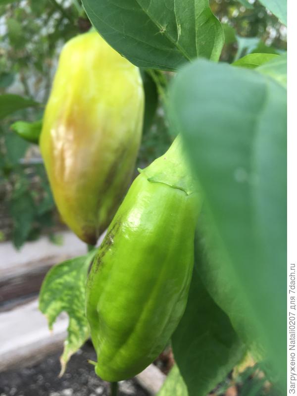 малыши-крепыши