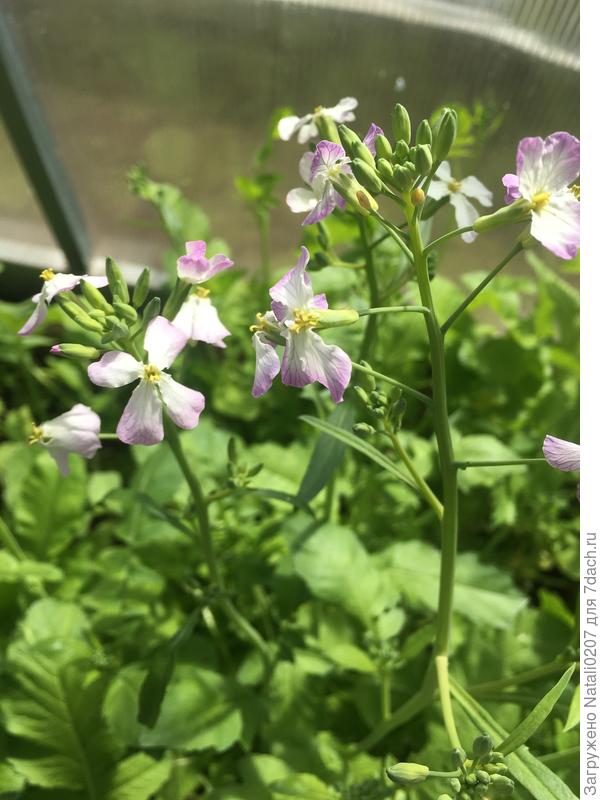 редис ушел в цвет