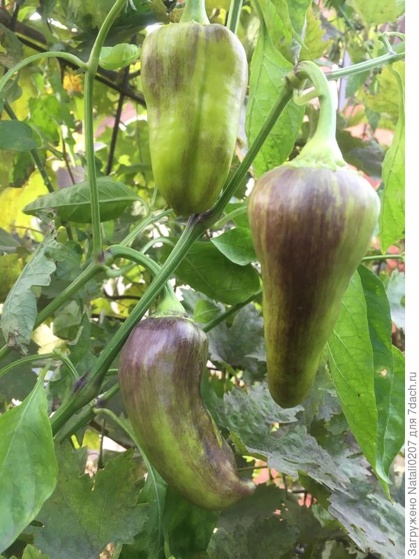 перец готов к созреванию