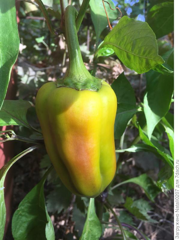 техническая зрелость