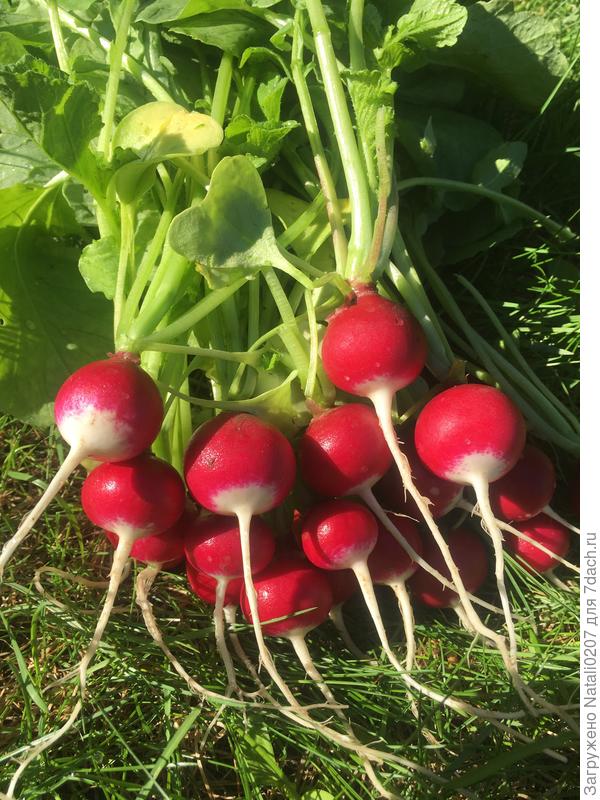 урожай что надо