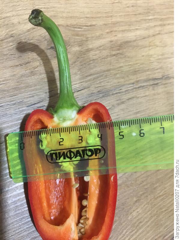 измерение перца