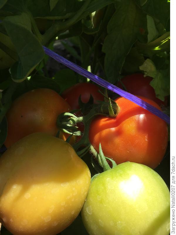 Урожай "Министра"