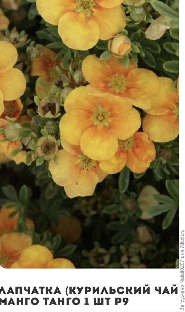 Лапчатка Танго Манго