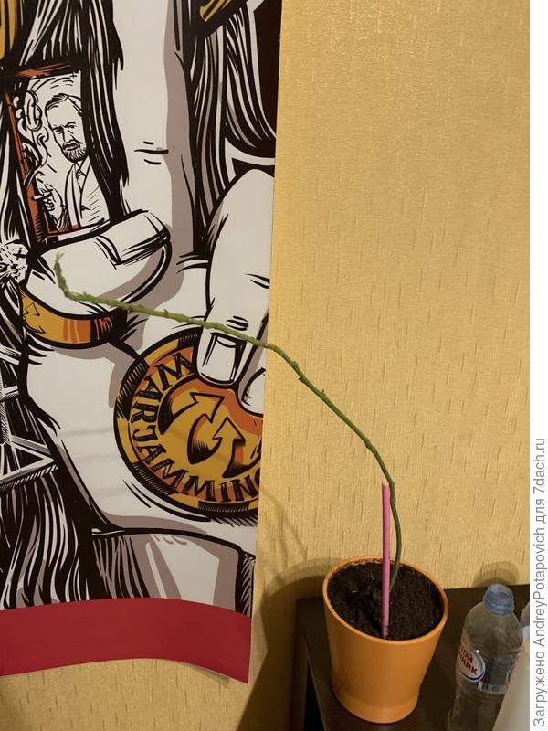 Одинокое деревце. Такое же через полгода. Не хуже и не лучше