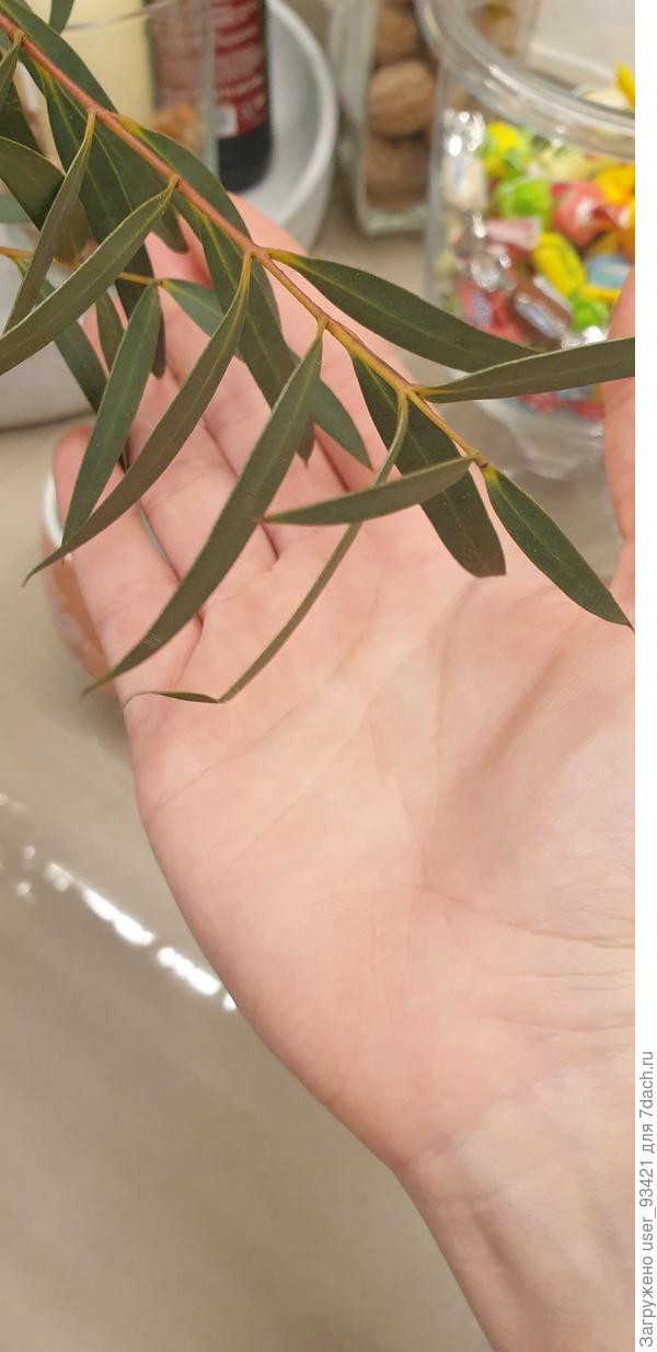 Неизвестные веточки