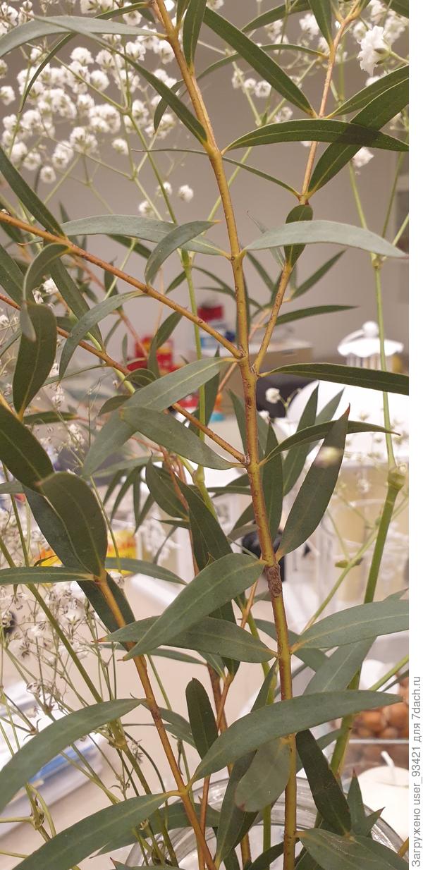 Общий вид неизвестных веточек