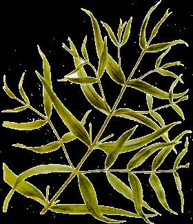 Вот он эвкалипт пойду фотки получше сделаю