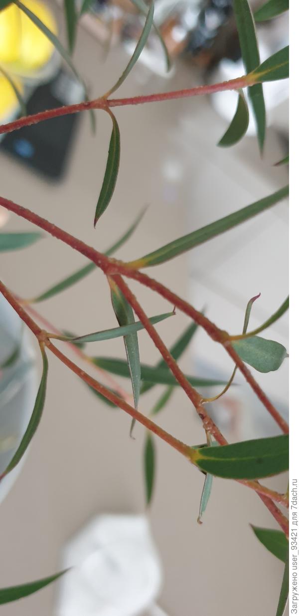 Ещё ветки не известного растения