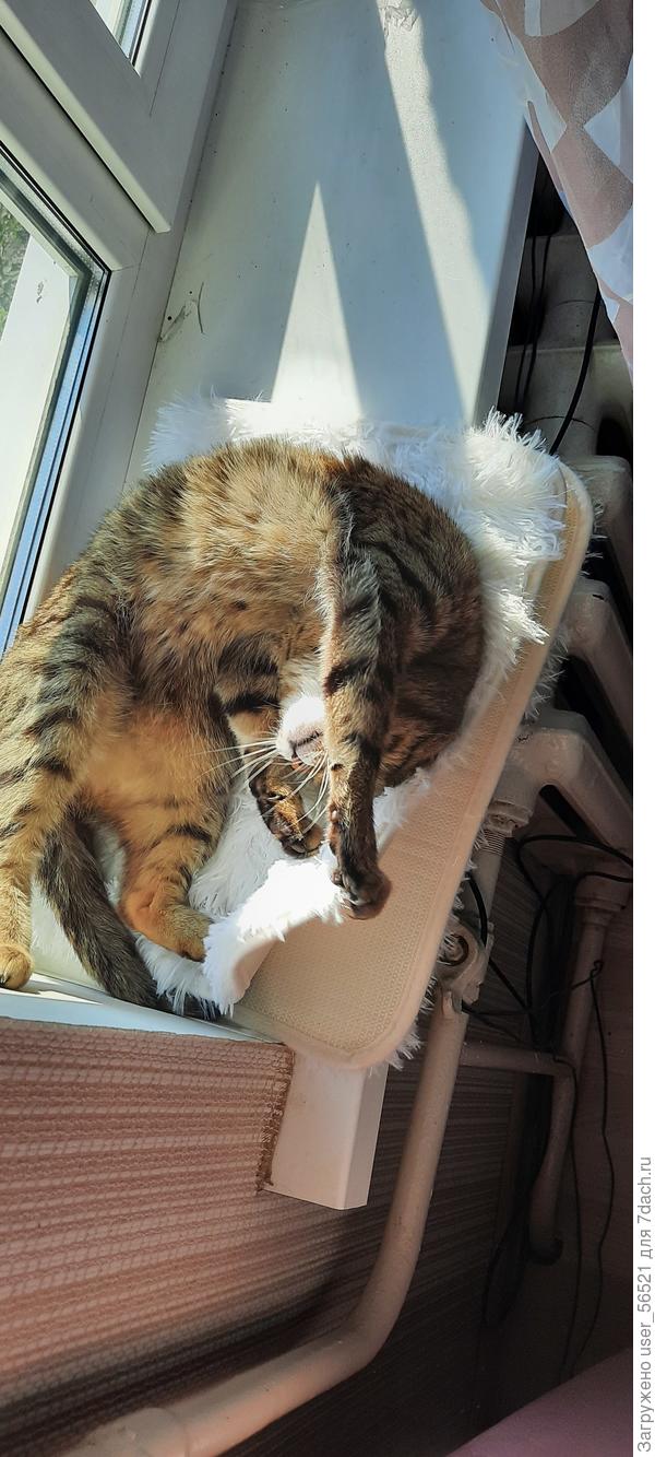 Все рады весне, особенно наш котик